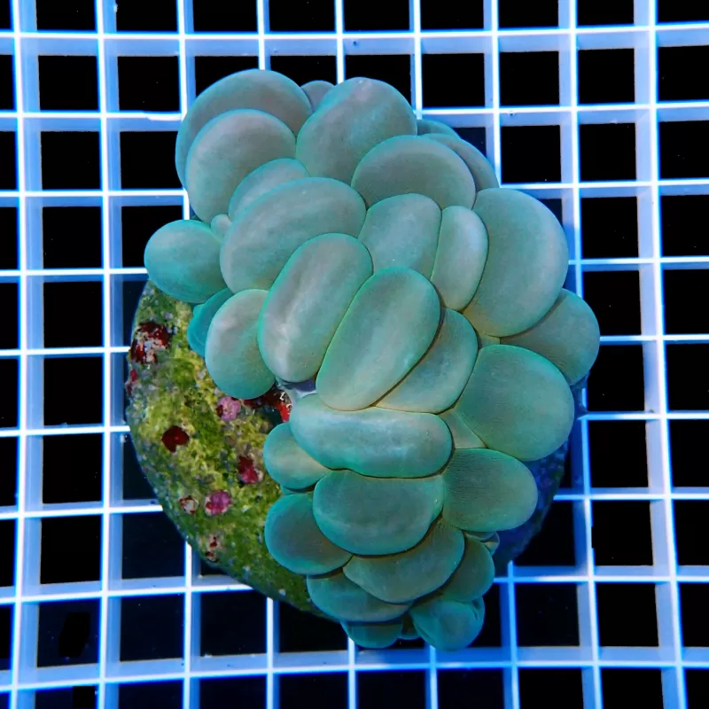 Plerogyra Sinuosa Green L size Plerogyra Sinuosa Green L size