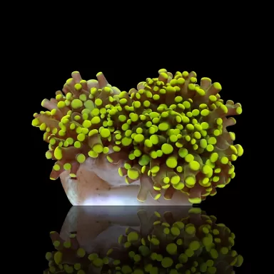 Euphyllia Paradivia Green Tip S Size