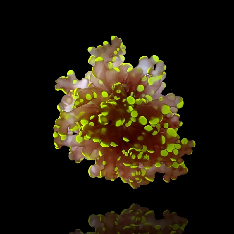 Euphyllia Paradivia Green Tip S Size