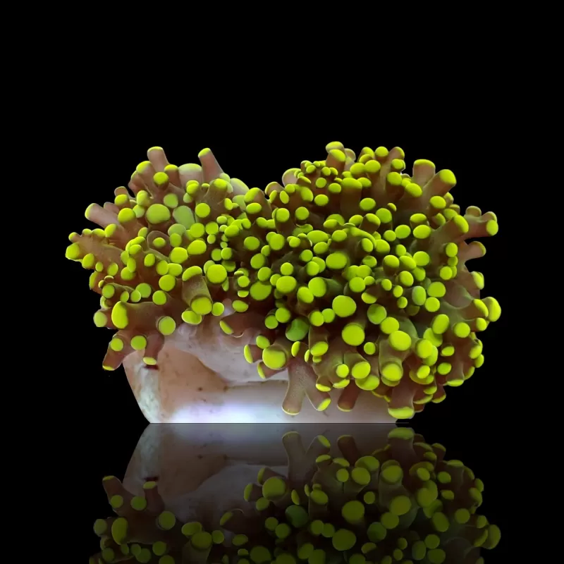 Euphyllia Paradivia Green Tip M Size