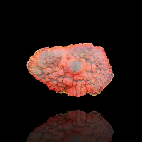 Rhodactis Pumpkin spice (per oor)
