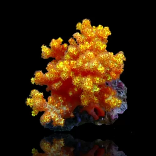 Dendronephthya Orange XL size