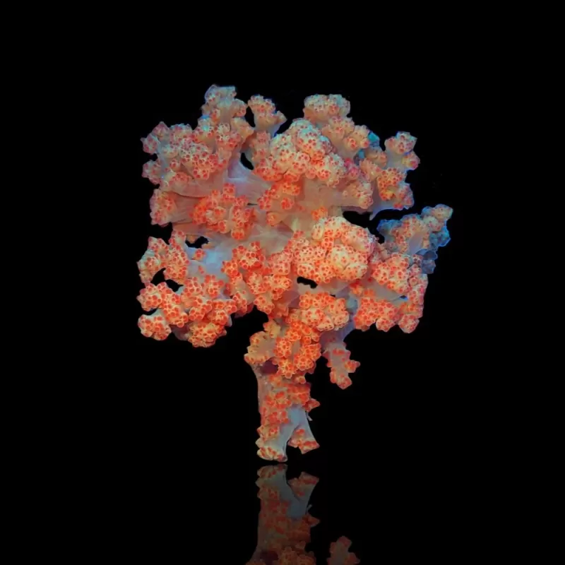 Dendronephthya Orange