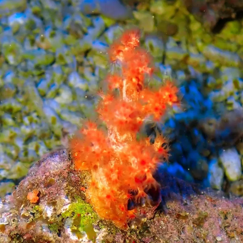 Dendronephthya Orange XL size Dendronephthya Orange XL size