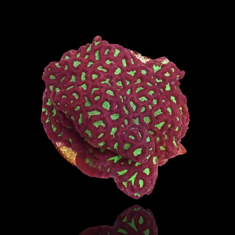 Favites sp Red M size Favites sp Red M size