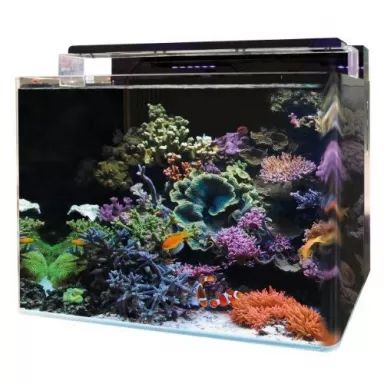 Blue marine reef 120 aquarium