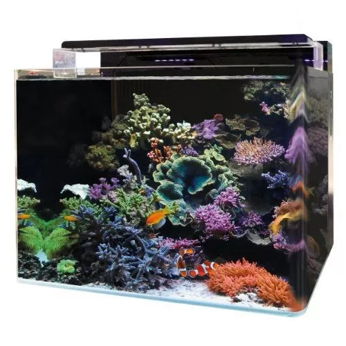 Blue marine reef 120 aquarium