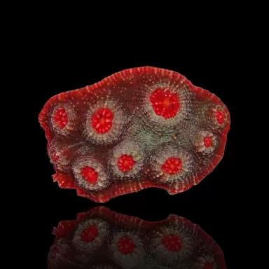 Echinophyllia sp. Kaufen Sie sortierte Farben S-Größe (frag) | Coralandfishstore.nl