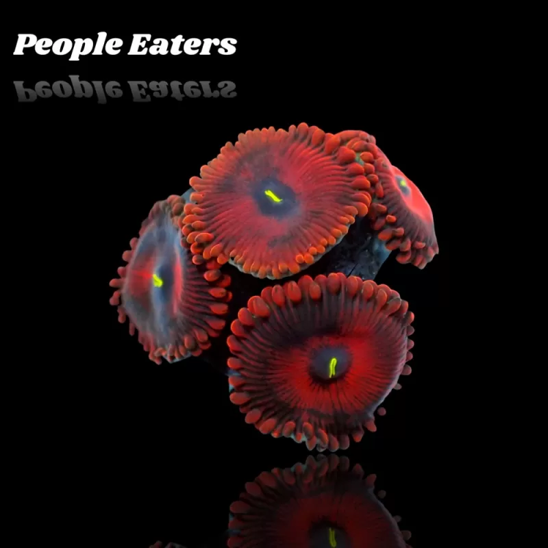 People Eaters Red Zoanthus| Coralandfishstore.nl People Eaters Red Zoanthus| Coralandfishstore.nl