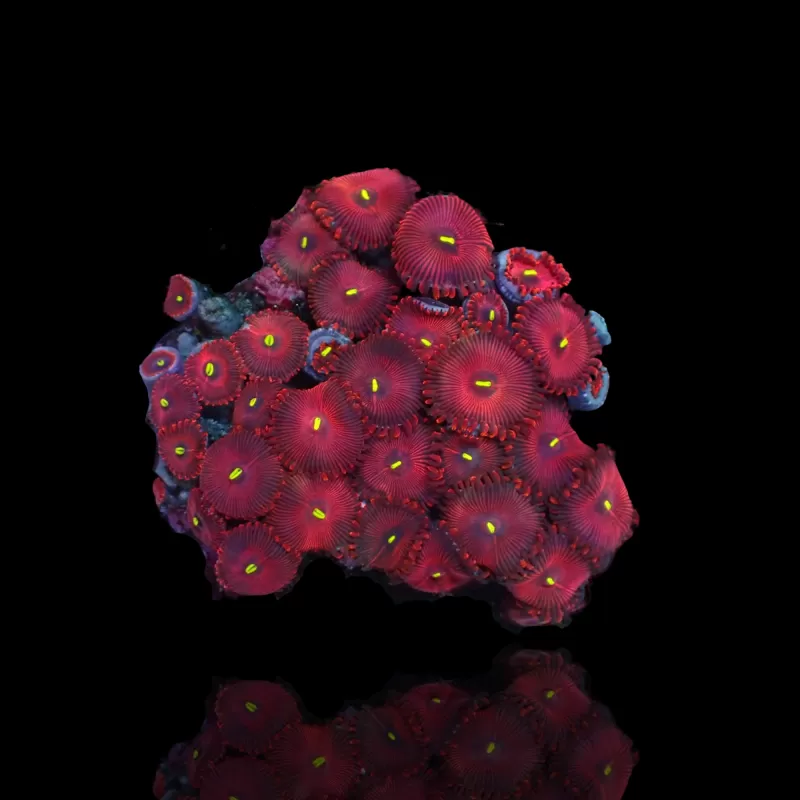 People Eaters Red Zoanthus| Coralandfishstore.nl People Eaters Red Zoanthus| Coralandfishstore.nl