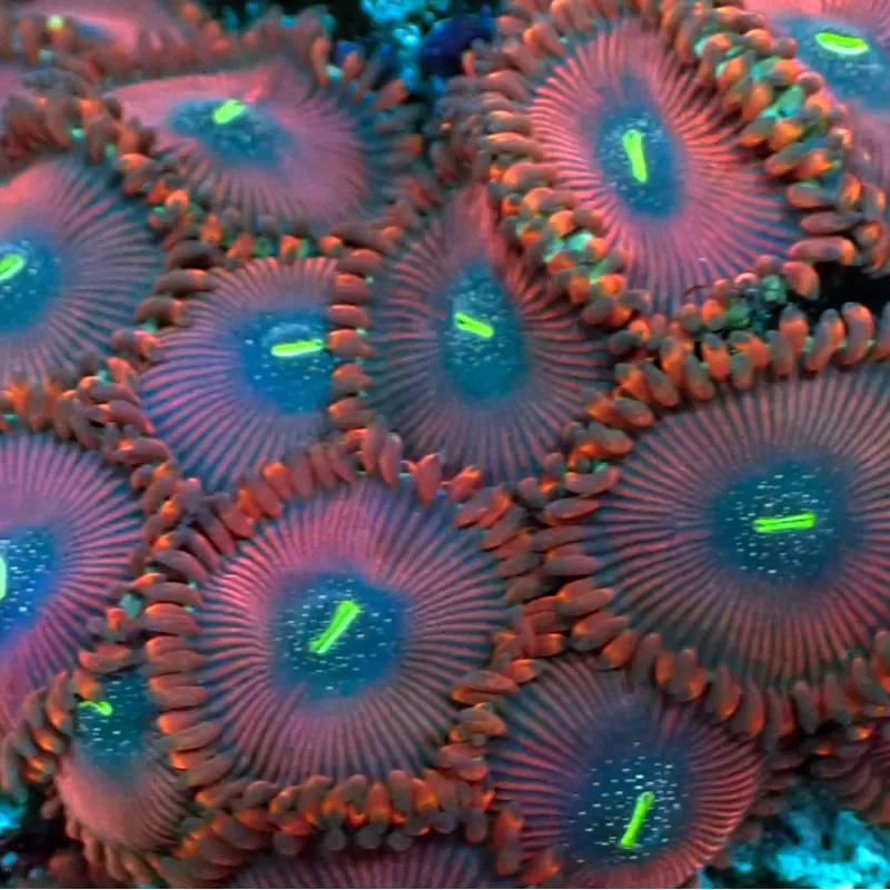 People Eaters Red Zoanthus| Coralandfishstore.nl People Eaters Red Zoanthus| Coralandfishstore.nl