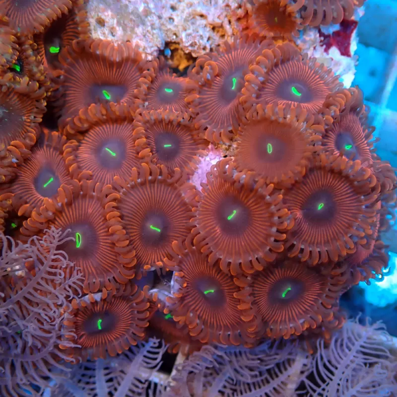 People Eaters Red Zoanthus| Coralandfishstore.nl People Eaters Red Zoanthus| Coralandfishstore.nl