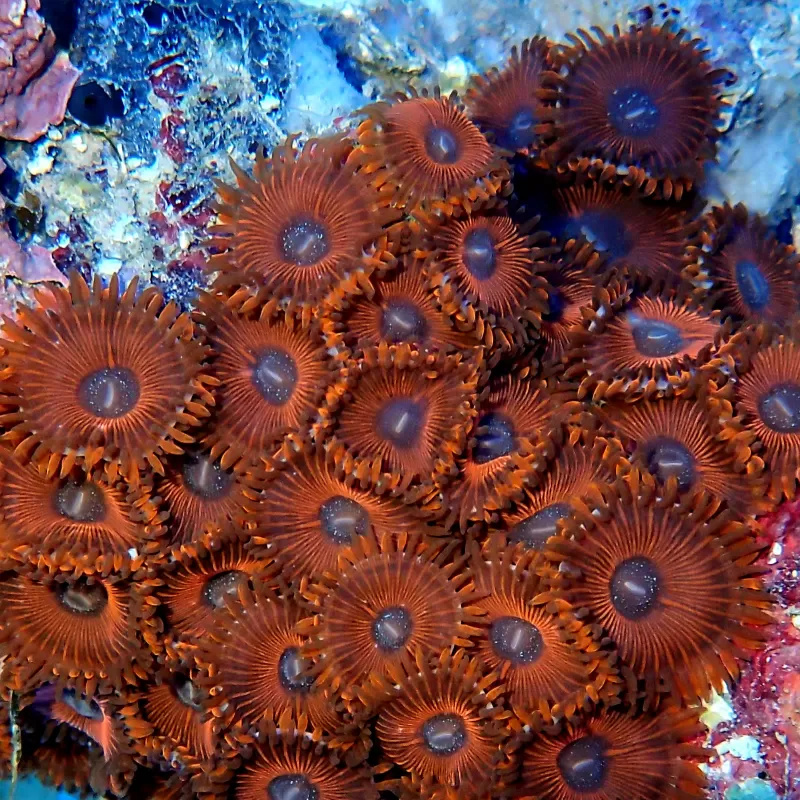 People Eaters Red Zoanthus| Coralandfishstore.nl People Eaters Red Zoanthus| Coralandfishstore.nl