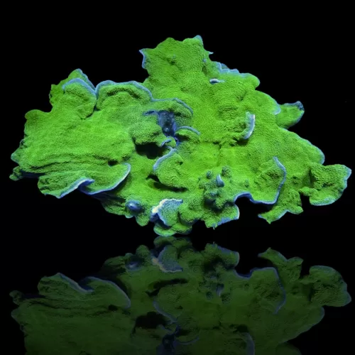 Montipora Green Tiny Frag