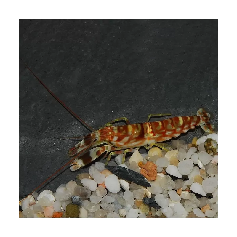 Alpheus Bellulus Alpheus Bellulus