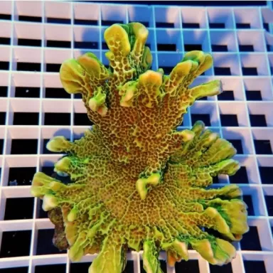 Montipora Confusa Green 7 14 cm