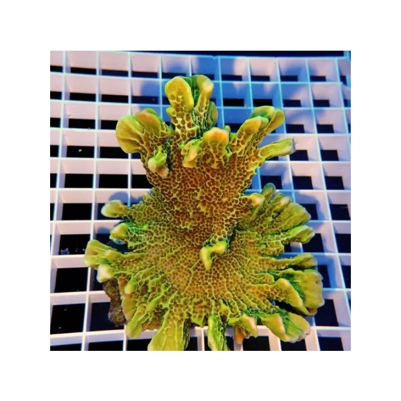 Montipora Confusa Green 7 14 cm Montipora Confusa Green 7 14 cm