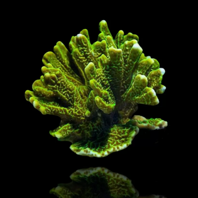 Montipora Confusa