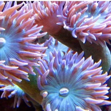 Duncanopsammia axifuga frag coral M australie
