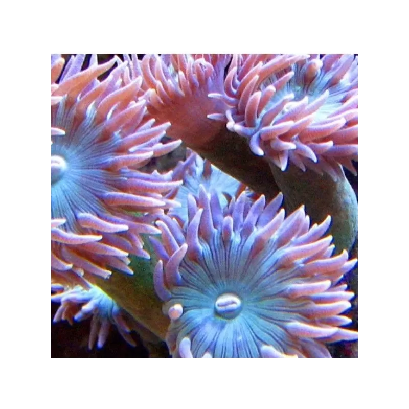 Duncanopsammia axifuga frag coral M australie Duncanopsammia axifuga frag coral M australie