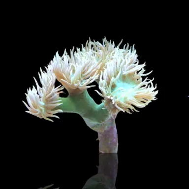 Duncanopsammia axifuga frag coral M australie