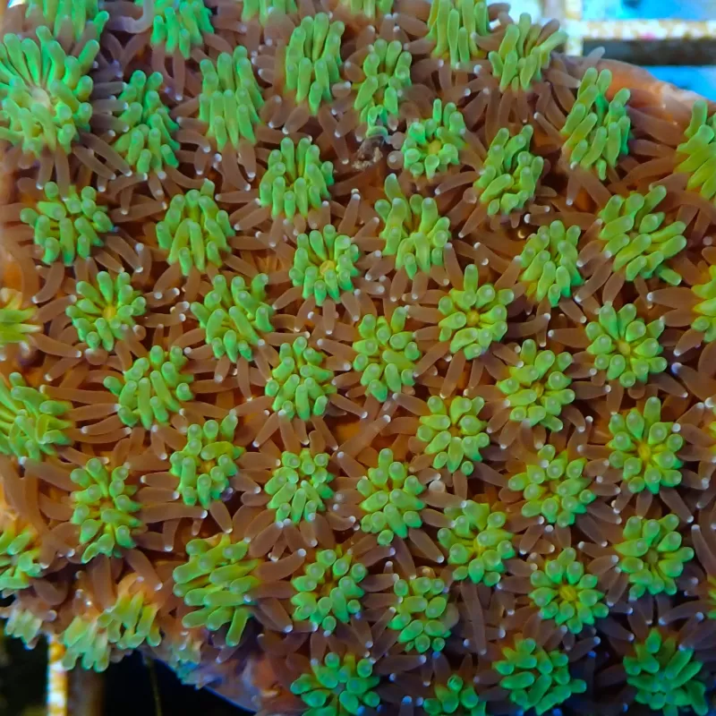 Galaxea fascicularis spp S/M size Galaxea fascicularis spp S/M size