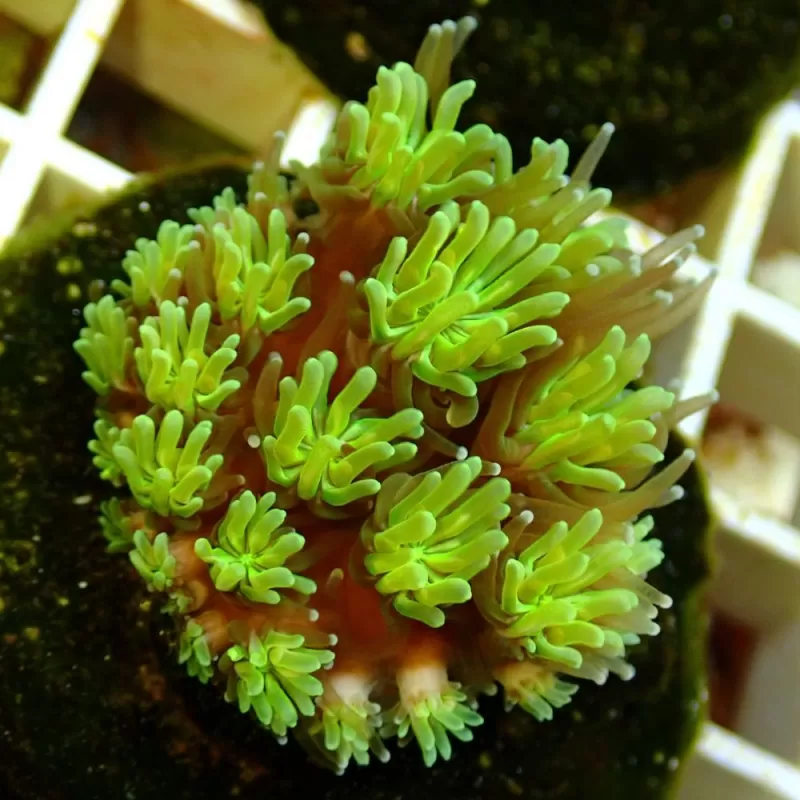 Galaxea fascicularis spp- size Galaxea fascicularis spp- size