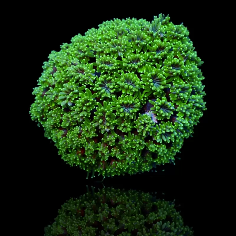 Galaxea fascicularis spp kopen | Coralandfishstore.nl Galaxea fascicularis spp kopen | Coralandfishstore.nl