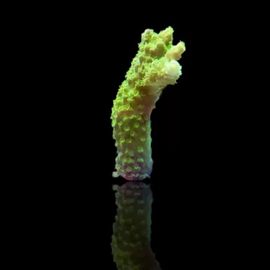 Acropora Formosa Green kopen | Coralandfishstore.nl