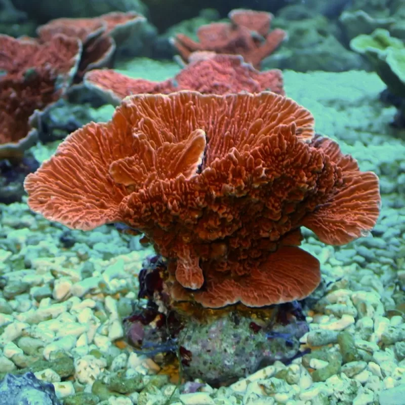 Montipora Red XXXL-size Montipora Red XXXL-size