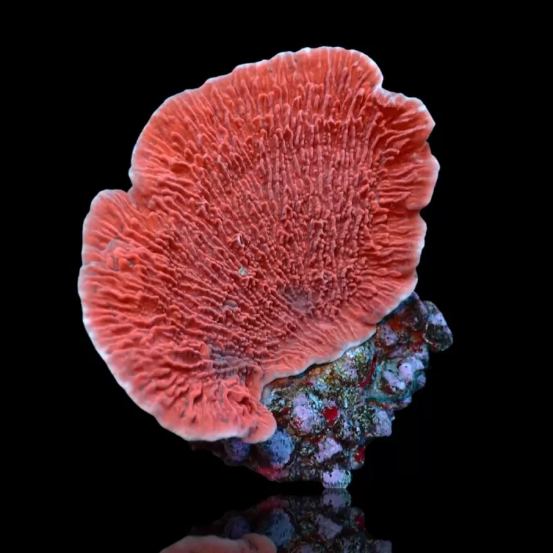Montipora Red XXXL-size Montipora Red XXXL-size