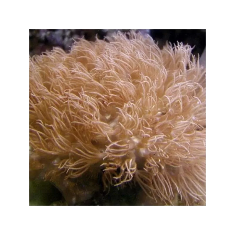 Erythropodium Caribaeorum S-size Erythropodium Caribaeorum S-size