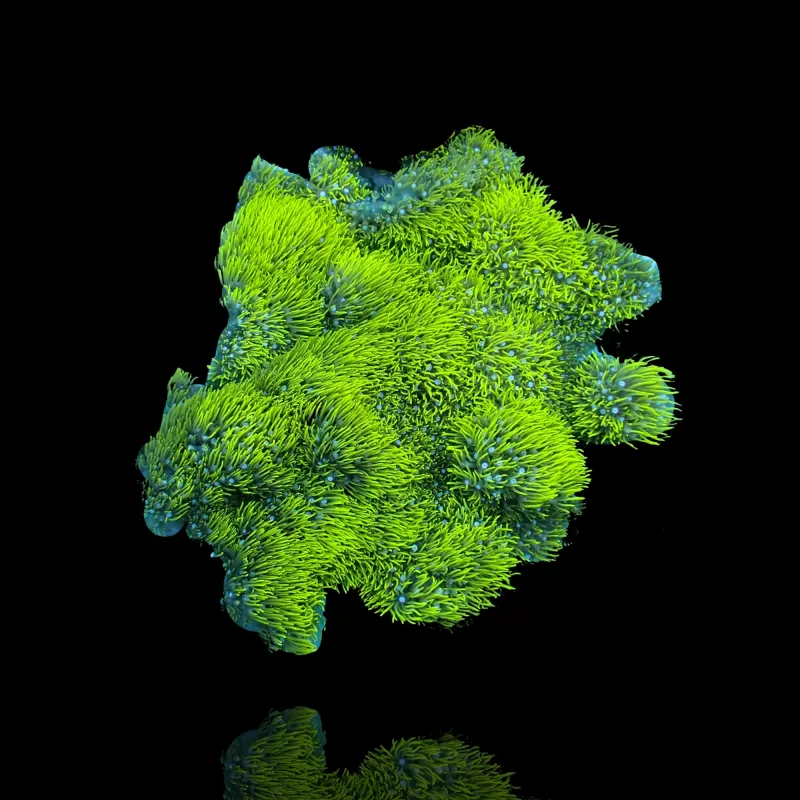 Möchten Sie Briareum sp Green Tiny Frag bestellen? l Coralandfishstore.nl Möchten Sie Briareum sp Green Tiny Frag bestellen? l Coralandfishstore.nl