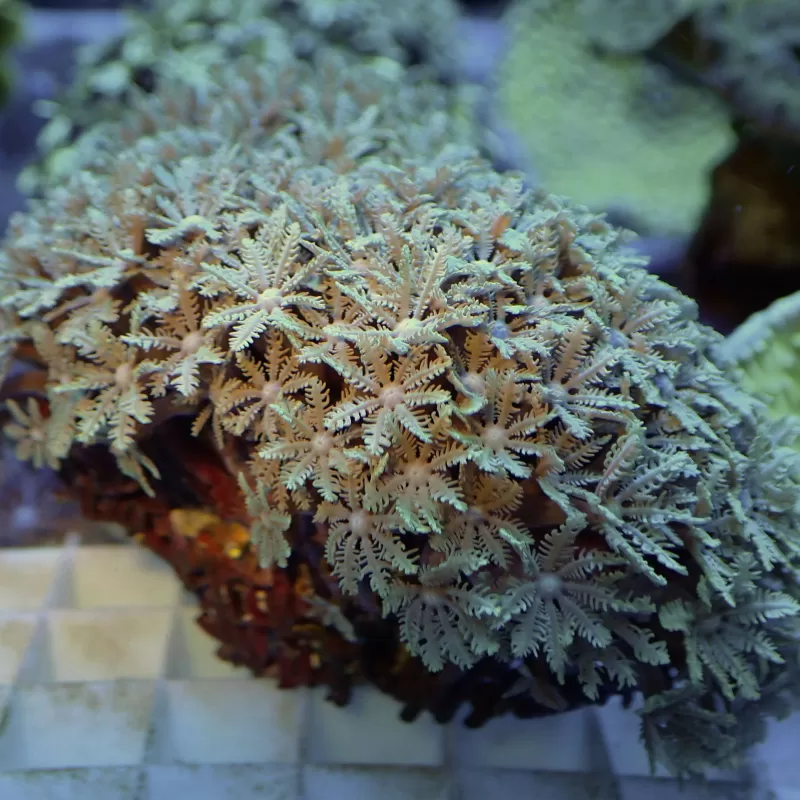 Tubipora Musica sp M size Tubipora Musica sp M size