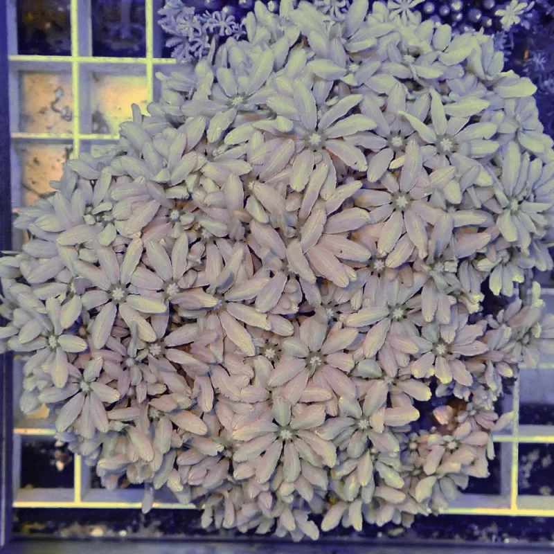 Tubipora Musica sp M size Tubipora Musica sp M size