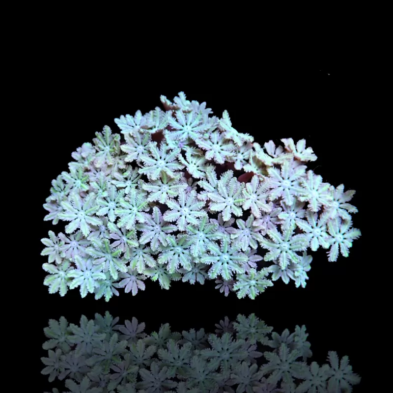 Tubipora Musica sp kopen | Coralandfishstore.nl Tubipora Musica sp kopen | Coralandfishstore.nl