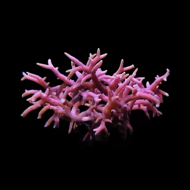 Seriatopora Hystrix Pink M size