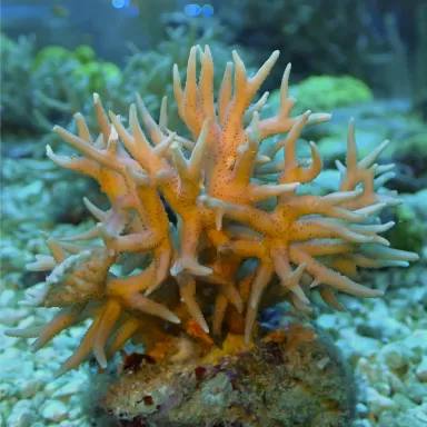 Seriatopora Hystrix sp. Tiny Frag kopen | Coralandfishstore.nl