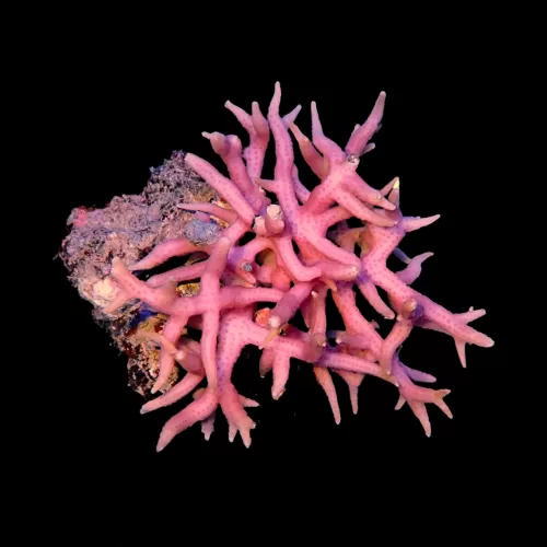 Seriatopora Hystrix sp. Tiny Frag kaufen | Coralandfishstore.nl
