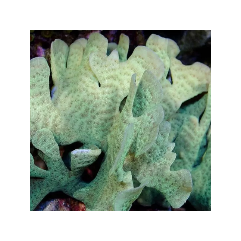 Pavona cactus frag Pavona cactus frag