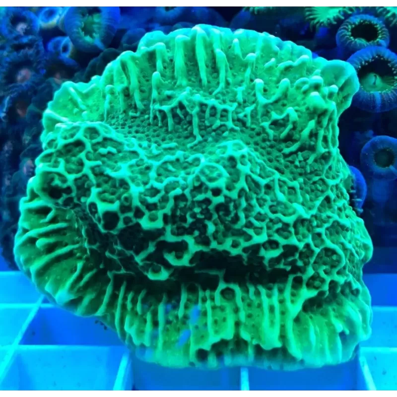 Montipora Undata frag Montipora Undata frag