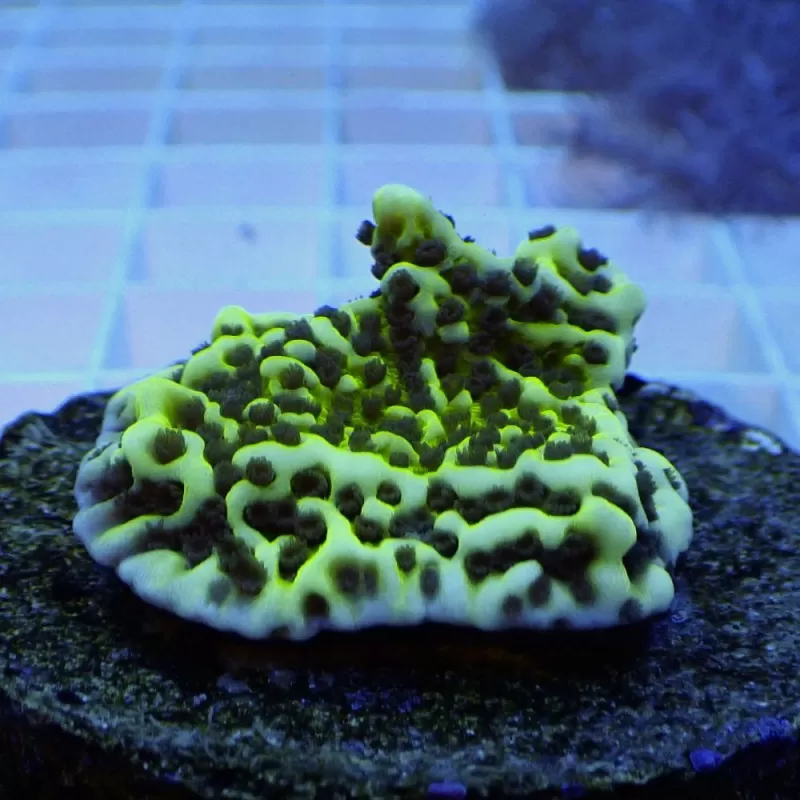 Montipora Undata frag Montipora Undata frag
