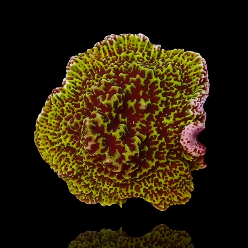 Montipora Undata bestellen ? l Coralandfishstore.nl Montipora Undata bestellen ? l Coralandfishstore.nl