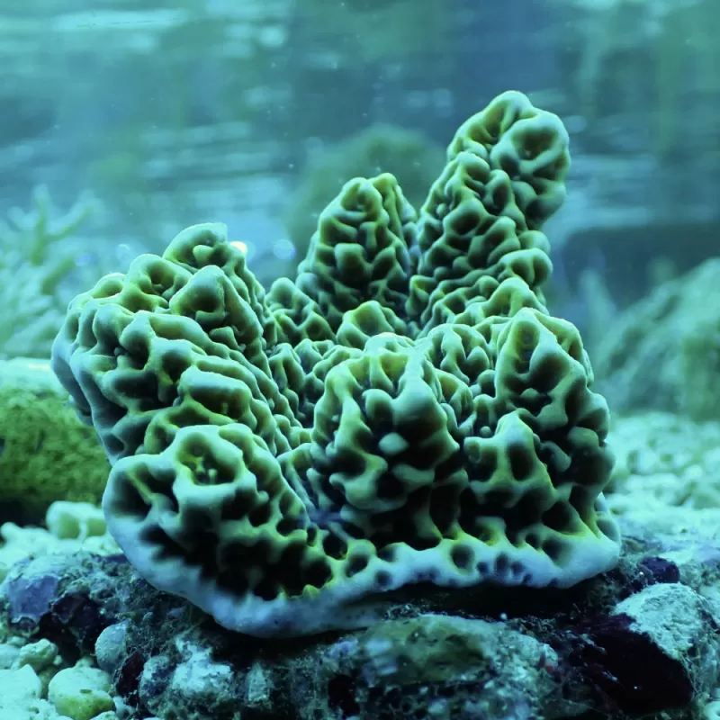 Montipora Undata bestellen ? l Coralandfishstore.nl Montipora Undata bestellen ? l Coralandfishstore.nl