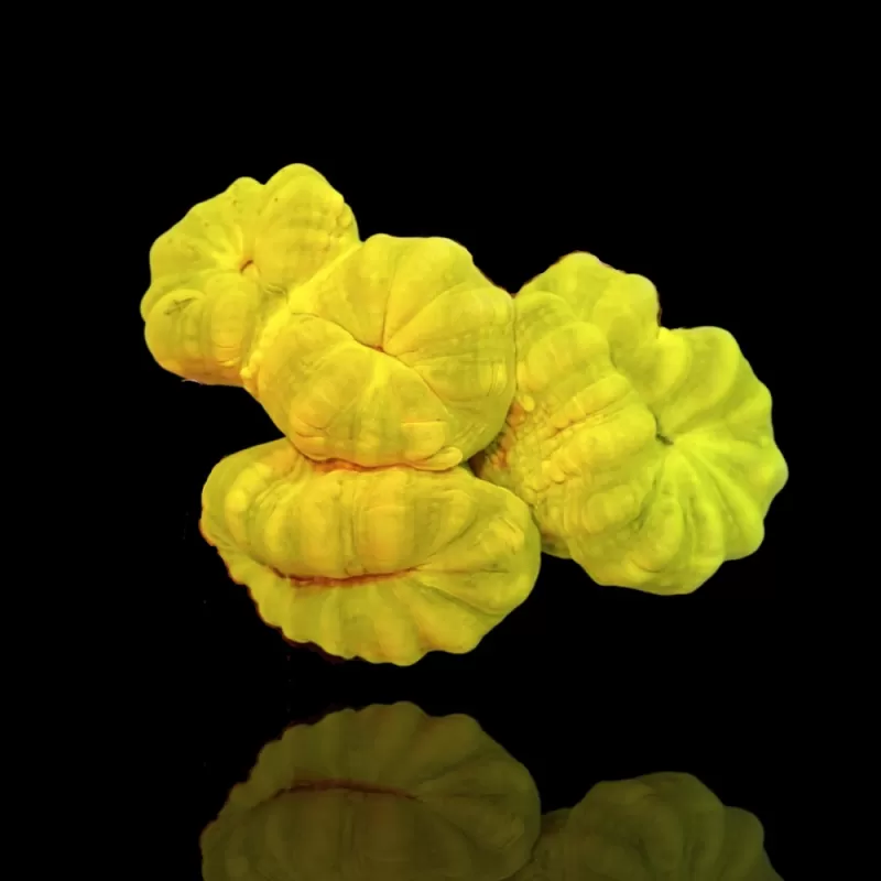 Caulastrea sp. Ultra Green bestellen? l Coralandfishstore.nl Caulastrea sp. Ultra Green bestellen? l Coralandfishstore.nl