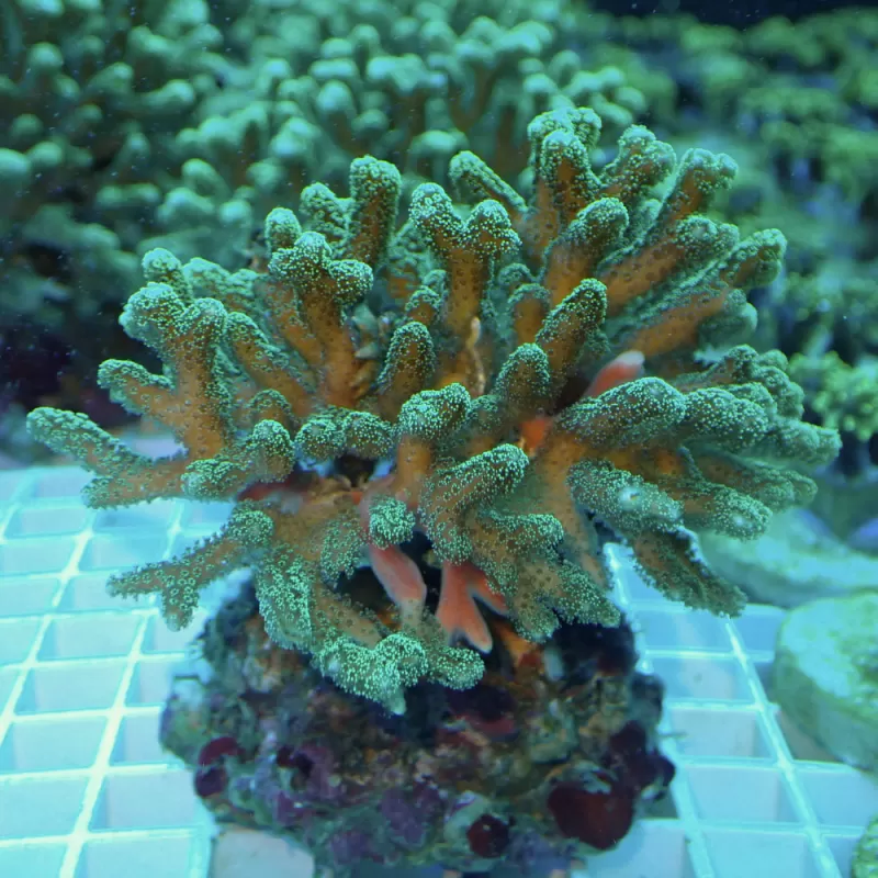 Seriatopora Calendrium Tiny Frag Seriatopora Calendrium Tiny Frag