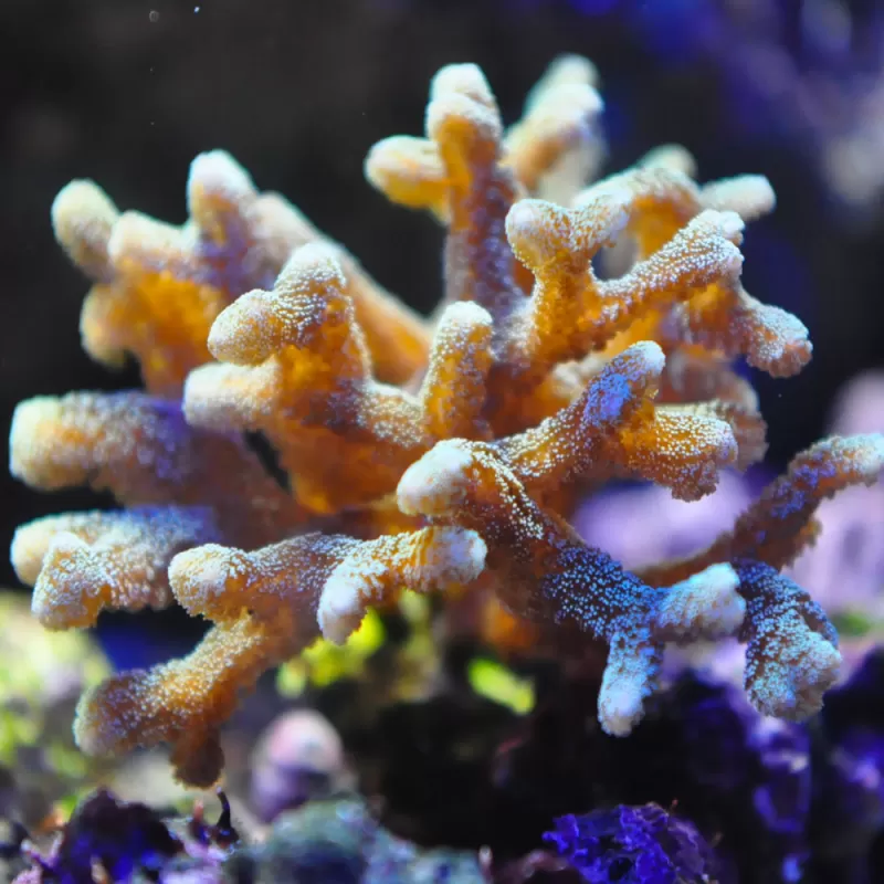 Seriatopora Caliendrum kopen? | Coralandfishstore.nl Seriatopora Caliendrum kopen? | Coralandfishstore.nl