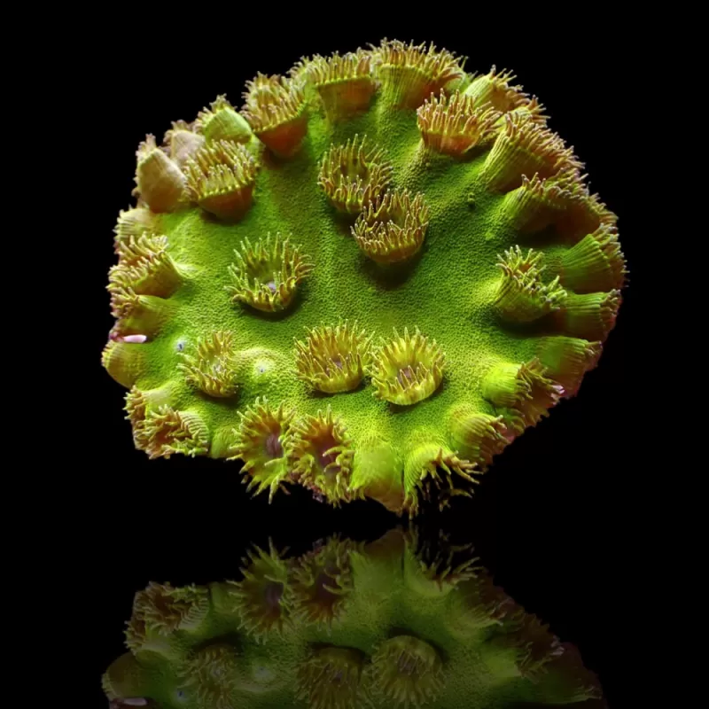 Turbinaria Peltata Large Polyps S-size kopen | Coralandfishstore.nl Turbinaria Peltata Large Polyps S-size kopen | Coralandfishstore.nl