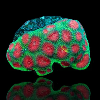 Favia sp Tiny Frag kaufen | Coralandfishstore.nl