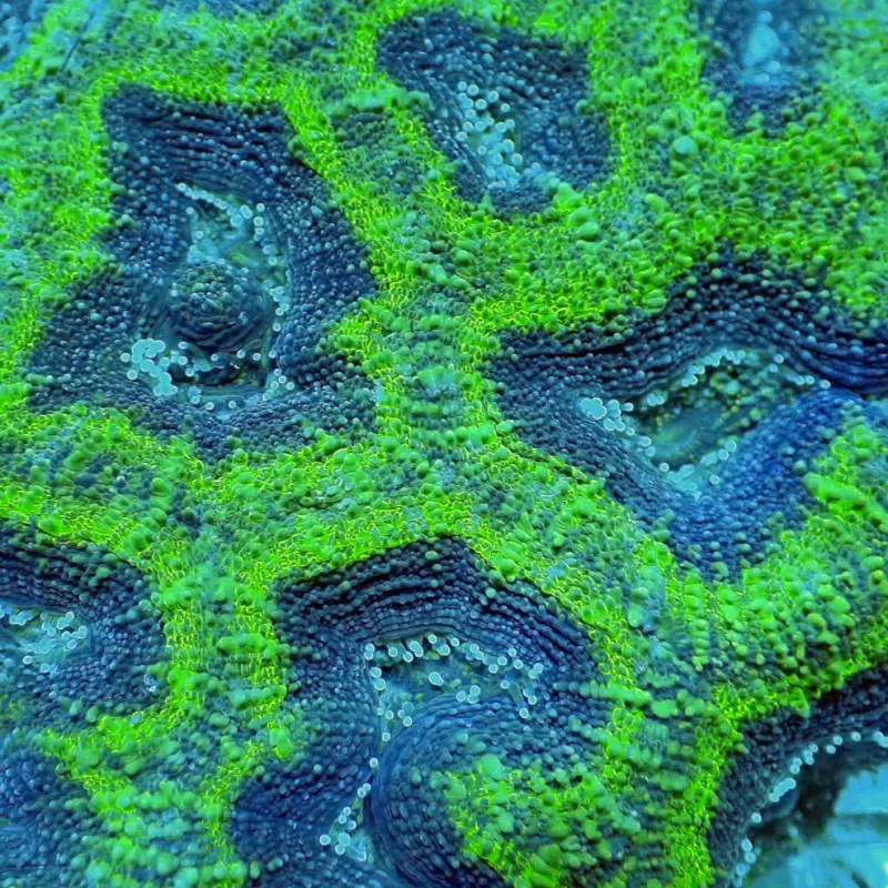 Acanthastrea B grade XL 10 15 cm Acanthastrea B grade XL 10 15 cm